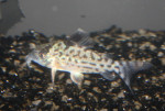 Corydoras Agassizzi